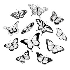 Obraz premium Black and white butterflies