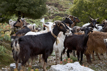 grèce; ioniennes, kefalonia : mont Enos, chèvres, boucs et bé