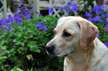 labrador