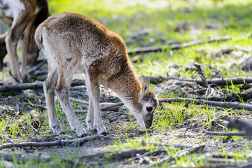 mouflon, ovis aries