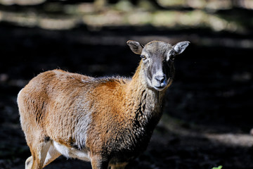 mouflon, ovis aries