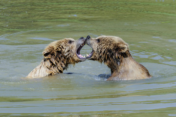 brown bear, ursus arctos