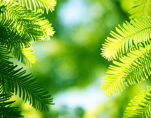 Fototapeta premium Coniferous background