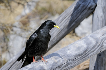alpine chough, pyrrhocorax graculus graculus, yellow-billed chou