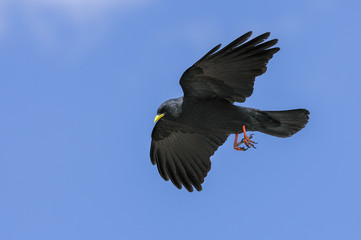 alpine chough, pyrrhocorax graculus graculus, yellow-billed chou