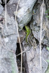 lacerta agilis, sand lizard