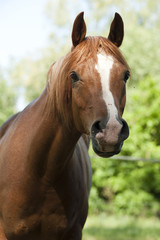Obraz na płótnie Canvas brązowy koń