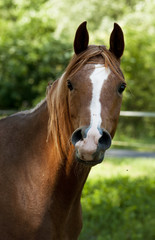 Fototapeta premium portrait