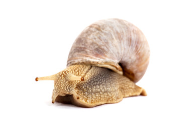 Weinbergschnecke