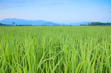 paddy field