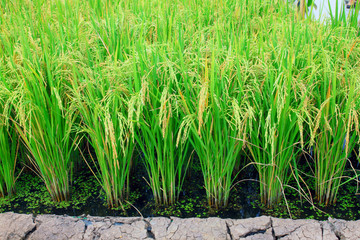 rice plant © joesive47