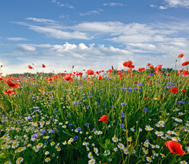 Frühlingswiese mit Margeriten, Kornblumen und Klatschmohn