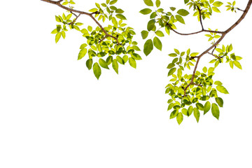 Green leaf isolated background