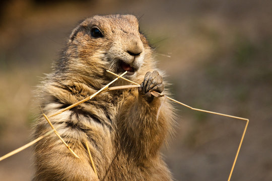 Schwarzschwanz-Pr&auml;riehund (Cynomys ludovicianus)