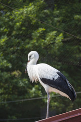White Stork