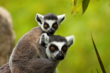 Katta (Lemur catta)