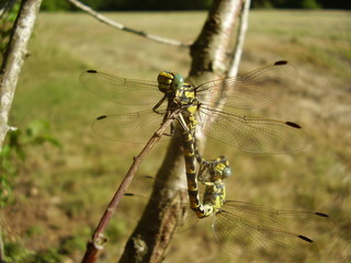 Club-tailed Dragonflies (Gomphus vulgatissimus) mating