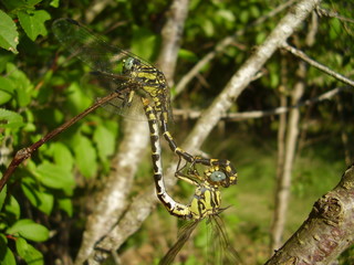 Club-tailed Dragonflies (Gomphus vulgatissimus) mating