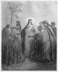 Fototapeta na wymiar Jezus mówi uczniom, że mogą odebrać zboże