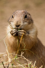 Schwarzschwanz-Präriehund (Cynomys ludovicianus)