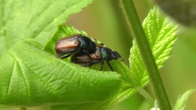 Gartenlaubk&auml;fer - Phyllopertha horticola - balzen