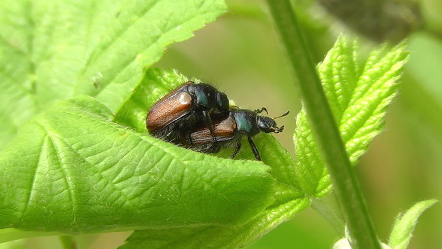 Gartenlaubk&auml;fer - Phyllopertha horticola - Paarungsakt