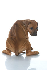 Rhodesian ridgeback puppy isolated