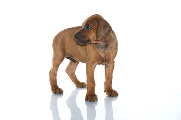 Rhodesian ridgeback puppy isolated