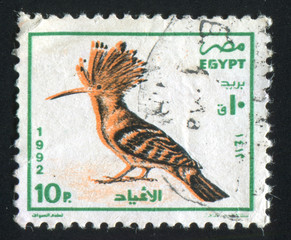 Egyptian hoopoe