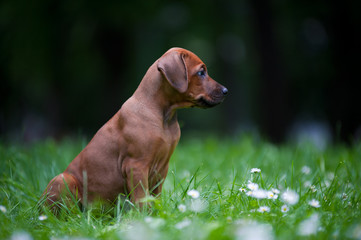 Rhodesian ridgeback puppy outdoors