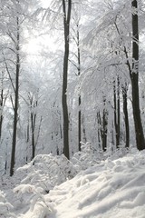 Winter beech forest on the slope on a frosty sunny morning