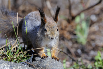 eurasian red squirrel, sciurus vulgaris