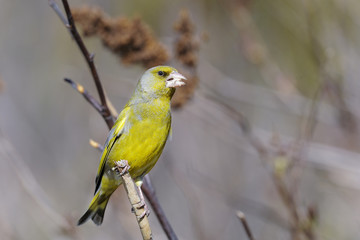 greenfinch, carduelis  cloris