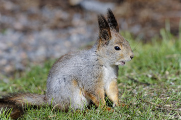 Naklejka premium eurasian red squirrel, sciurus vulgaris