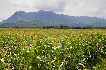 Corn farm and mountain
