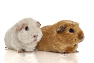 Guinea pig