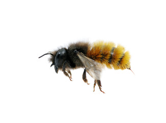 bumblebee