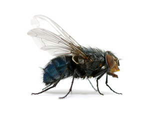 fly on a white