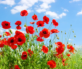 Obraz premium red poppies