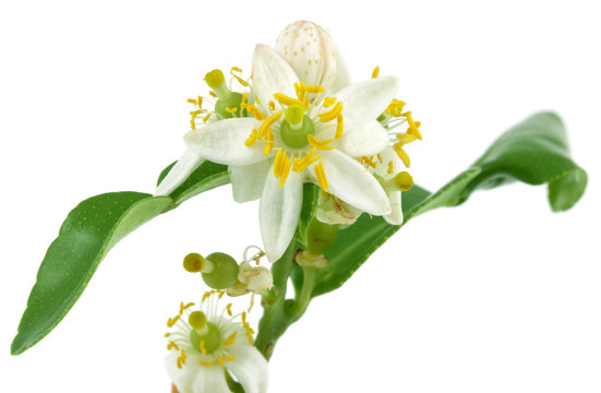 fleur d'agrume