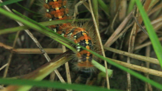 Macroshooting  of a  creeping caterpillar