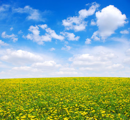Obraz premium yellow dandelion