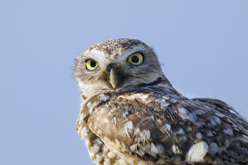 athene cunicularia, burrowing owl