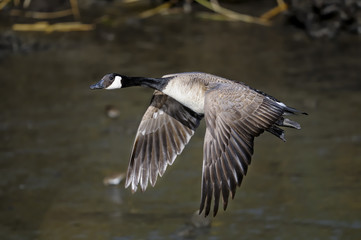 canada goose, branta canadensis