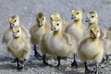 canada goose, branta canadensis