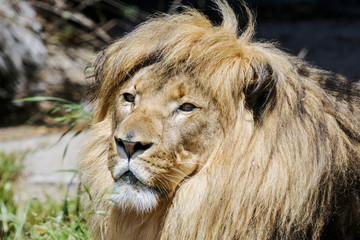 Fototapeta na wymiar Lew, Panthera leo