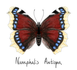 Butterfly Numphalis Antiopa. Watercolor imitation.