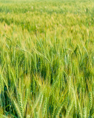 Green barley in farm with nature light