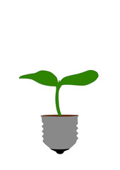 silhouette of the plant, growing from the base bulbs