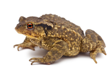 Fototapeta premium Common toad, Bufo bufo, against white background